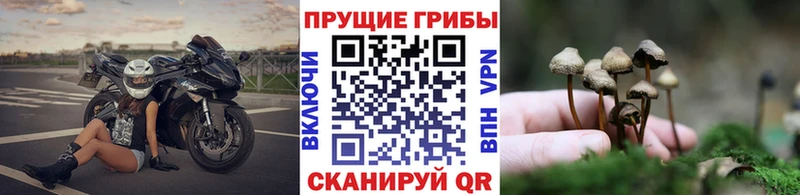 MEGA сайт  дарнет шоп  Богданович  Псилоцибиновые грибы ЛСД 
